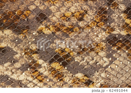 Scaly exotic reptile pattern, imitation, genuine leather close-up, surface of brown color, trendy background. 62491044