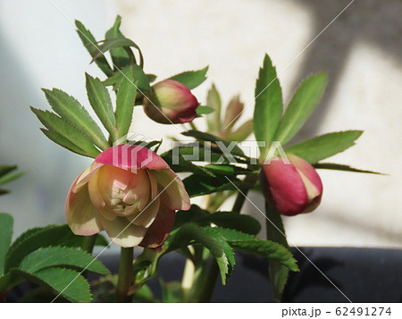 クリスマスローズ Hellebore クリスマスローズ Hellebore 62491274