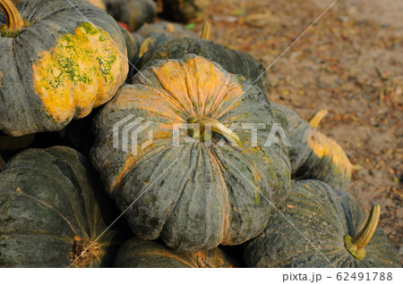 Kabocha, type of hybrid squash in grocery basket Kabocha, type of hybrid squash in grocery basket 62491788