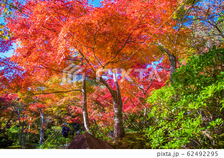 紅葉 けいはんな記念公園 紅葉 けいはんな記念公園 62492295