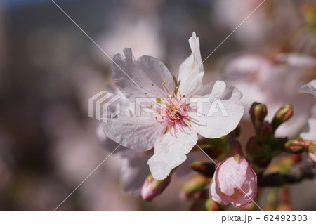 玉縄桜 Prunus x yedoensis 'Tamanawa-zakura' 玉縄桜 Prunus x yedoensis 'Tamanawa-zakura' 62492303