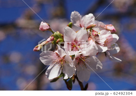 玉縄桜  Prunus x yedoensis 'Tamanawa-zakura'  62492304