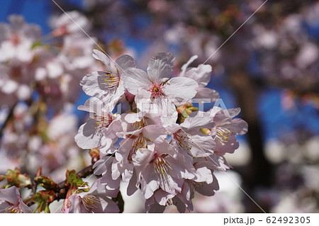 玉縄桜  Prunus x yedoensis 'Tamanawa-zakura'  62492305
