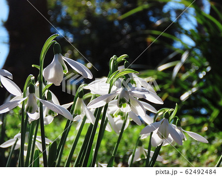 スノードロップ  Snowdrop 62492484