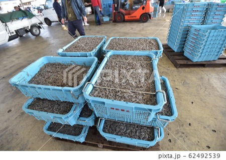 いかなご 62492539