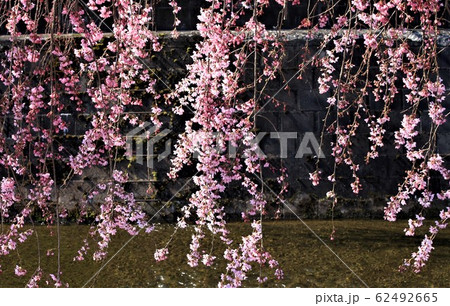しだれ桜 しだれ桜 62492665