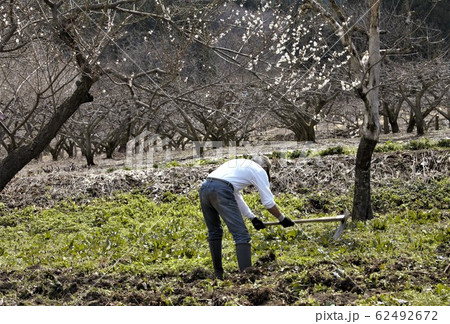 早春の農夫　 62492672