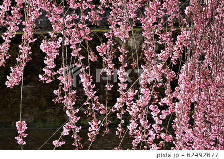 しだれ桜 しだれ桜 62492677