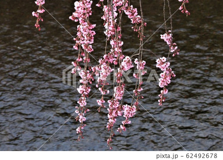 しだれ桜 しだれ桜 62492678