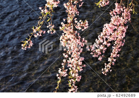 しだれ桜 しだれ桜 62492689