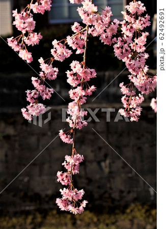 しだれ桜 しだれ桜 62492691