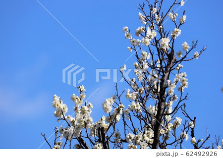 馬見丘陵公園の梅林 馬見丘陵公園の梅林 62492926