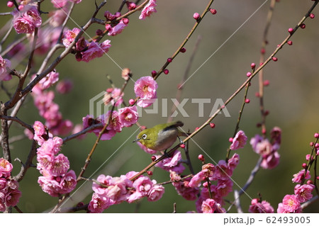 馬見丘陵公園の梅林 馬見丘陵公園の梅林 62493005