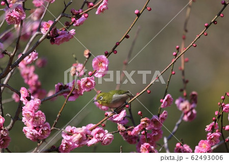 馬見丘陵公園の梅林 馬見丘陵公園の梅林 62493006