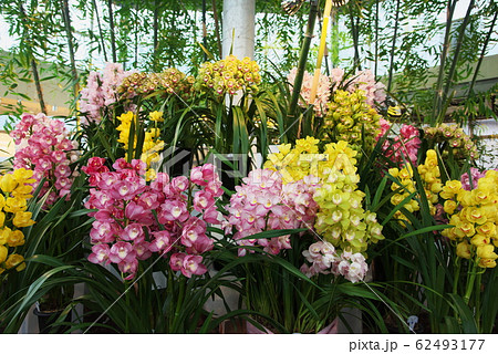 シンビジュウム　いろいろ 62493177