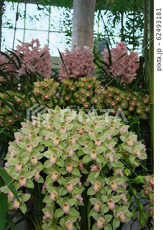 シンビジュウム シンビジュウム 62493181