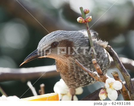 ヒヨドリ・白梅 62493186