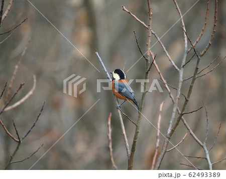 ヤマガラ・里山 62493389