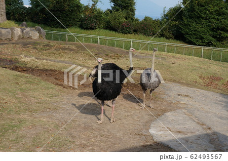 ダチョウ ダチョウ 62493567