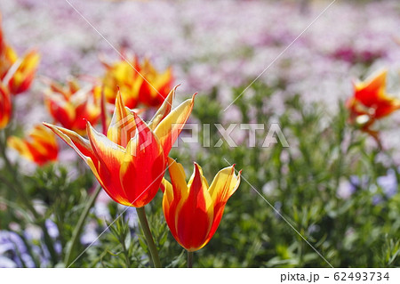 チューリップの花 チューリップの花 62493734