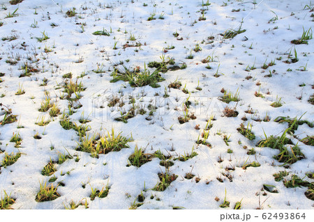 雪解けのイメージ（春の始まり）の写真素材 [62493864] - PIXTA