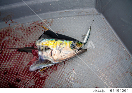 サメに食べられたマグロ 62494064