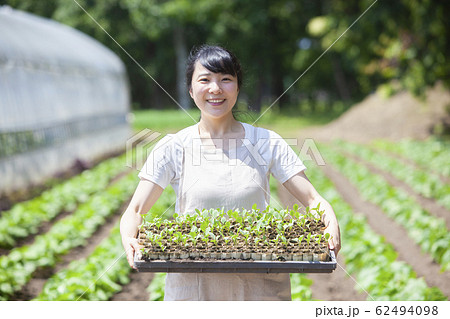 畑で苗を持つ女性 62494098
