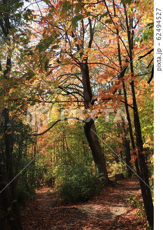 カナダのトロント郊 ハートレイク保護公園 Heart Lake Conservation Park カナダのトロント郊 ハートレイク保護公園 Heart Lake Conservation Park 62494527
