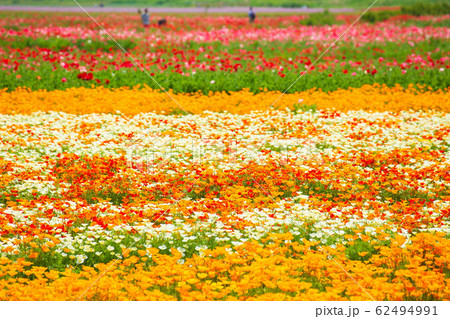 埼玉鴻巣 春 ポピー ハッピースクエア お花畑の写真素材