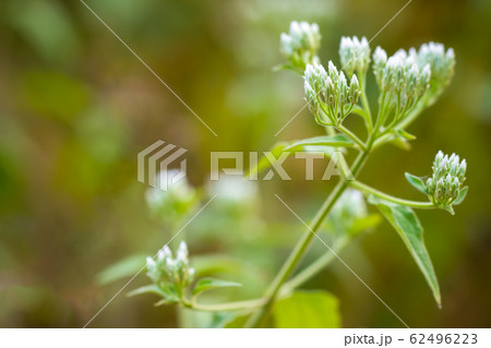 White flower of Siam weed or Bitter bush in tropical forest. Closeup and copy space. Concept of Herb. 62496223
