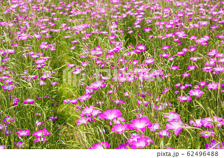 埼玉鴻巣の春　ポピー・ハッピースクエア　麦なでしこ 62496488