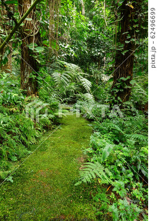 Beautiful bright fern and moss grown up cover on the floor Beautiful bright fern and moss grown up cover on the floor 62496699