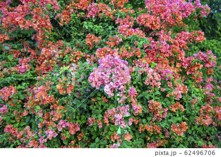 ニューカレドニアのブーゲンビリアの花 ニューカレドニアのブーゲンビリアの花 62496706