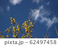 蠟梅 62497458