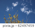 蠟梅 62497459