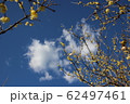 蠟梅 62497461
