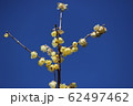 蠟梅 62497462