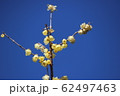 蠟梅 62497463