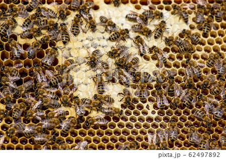 closeup of bees on honeycomb in apiary 62497892