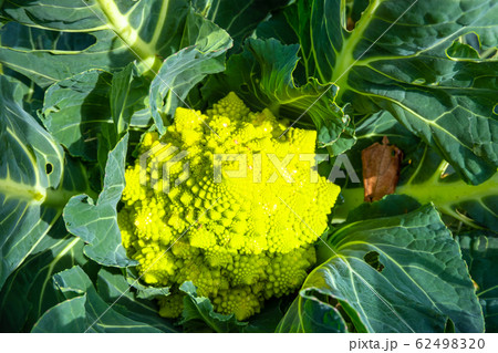 ブロッコリーに似たロマネスコ 62498320