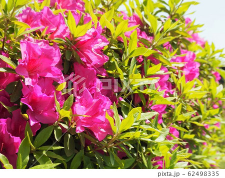 満開のカラフルなピンクのツツジの花 62498335