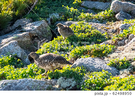 ニホンライチョウの親子　雛を見守る雌の親鳥 62498950