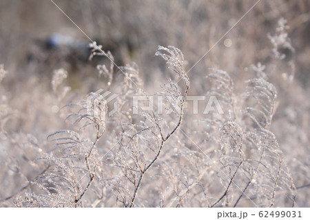 霧氷をまとう冬枯れのイタドリの花 霧氷をまとう冬枯れのイタドリの花 62499031
