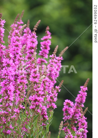 夏の花、ミソハギ 62499032