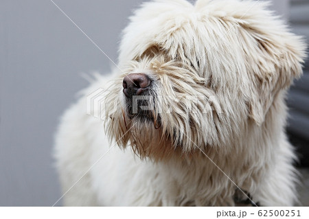 サプサル犬 本 犬の写真素材