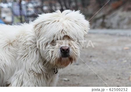 サプサル犬 本 犬の写真素材