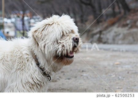 サプサル犬 本 犬の写真素材