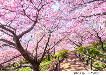 松田山　満開の河津桜 62500800