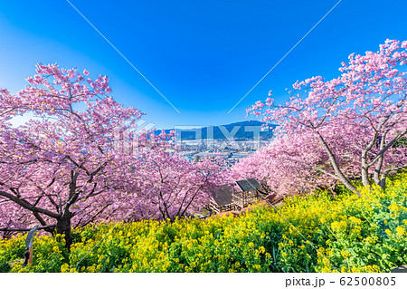 松田山 満開の河津桜 松田山 満開の河津桜 62500805