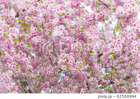 Sakura flower or Cherry blossom in the park,nature background 62500994